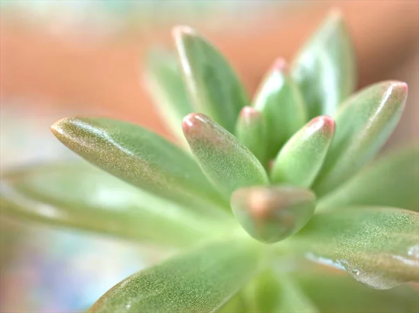 Closeup Πράσινο Χυμώδες Φυτό Ζελέ Φασόλι Sedum Rubrotinctum Stonecrop Κάκτος — Φωτογραφία Αρχείου