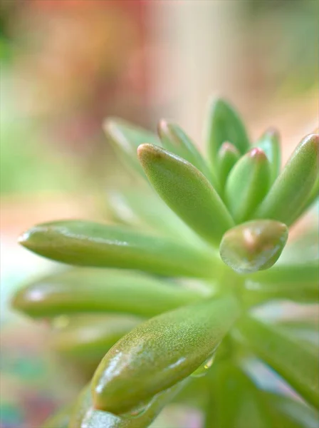 Nahaufnahme Grüne Sukkulente Geleebohnenpflanze Sedum Rubrotinctum Steinpilz Kakteen Wüstenpflanzen Mit — Stockfoto