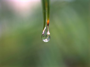 Bahçedeki çam yaprağına yakın su damlaları bulanık ekmek bahçesi, makro görüntü, doğa yapraklarının üzerine damlacıklar, ormandaki çiğ taneleri.
