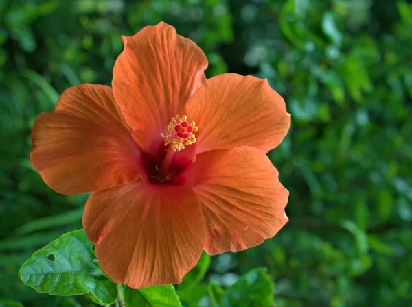 Detailní Červená Oranžová Ibišek Květ Zahradě Zeleným Rozmazané Bakground Makro — Stock fotografie