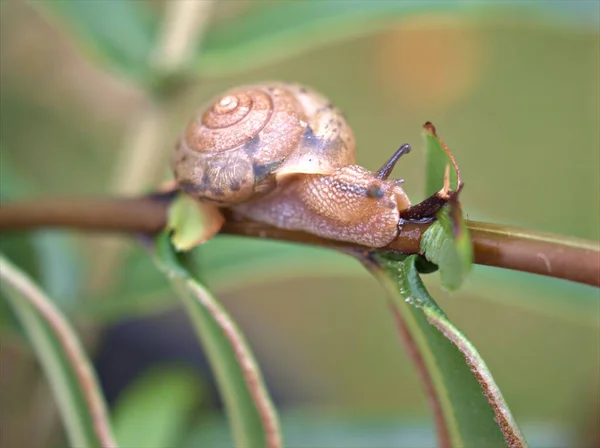 Gros Plan Escargot Trampoline Asiatique Escargot Jardin Bradybaena Similaris Sur — Photo