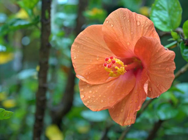 Detailní Červená Oranžová Ibišek Květiny Rostliny Kapkami Vody Zahrada Rozmazané — Stock fotografie