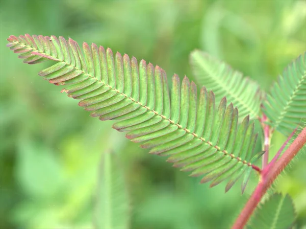 密莫萨猪笼草绿叶 背景模糊 宏观形象化 自然叶为卡片设计 — 图库照片