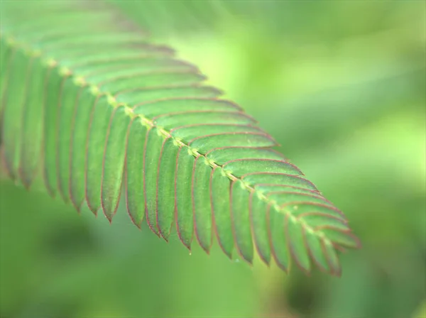 Kloakkgrønt Blad Mimosa Pigra Planter Hagen Med Utydelig Bakgrunn Makrobilde – stockfoto