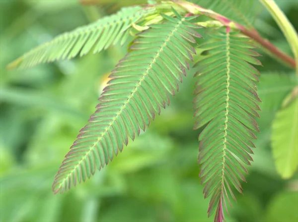 Gros Plan Feuille Verte Plantes Mimosa Pigra Dans Jardin Avec — Photo
