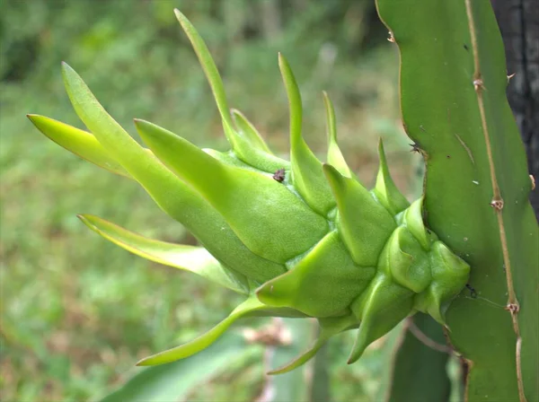 Closeup Verde Jovem Dragão Pitaya Fruta Jardim Com Fundo Borrado — Fotografia de Stock