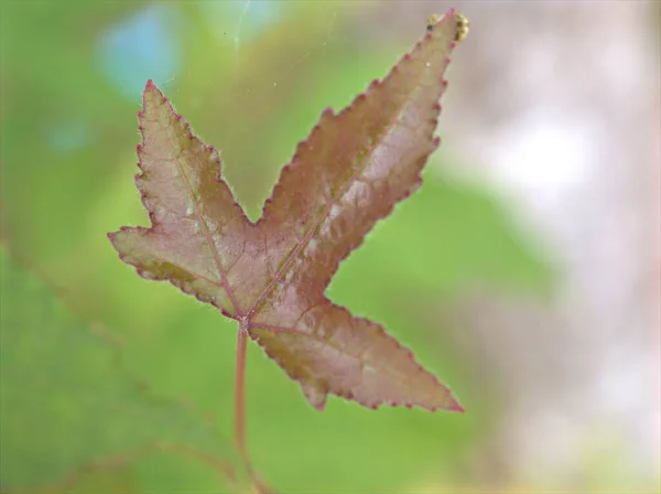 绿油油的背景 宏观形象 卡片设计用的甜色 使枫树叶在花园中的幼叶紧密相连 — 图库照片