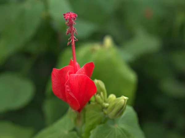 Ağda Kırmızısı Malvaviscus Arboreus Çiçek Bitkileri Bahçede Yeşil Arka Planda — Stok fotoğraf