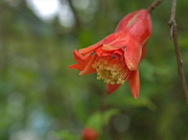 Detailní Červená Oranžová Květina Punica Granatum Protopunica Granátové Jablko Kvetoucí — Stock fotografie