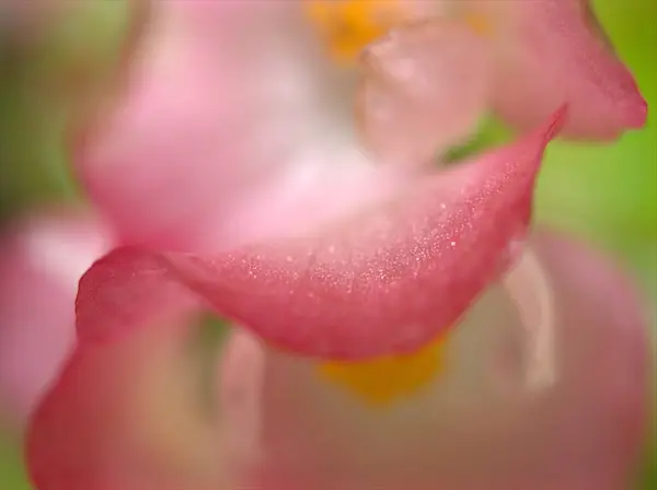 Närbild Makro Rosa Kronblad Ros Blomma Med Vattendroppar Och Suddig — Stockfoto