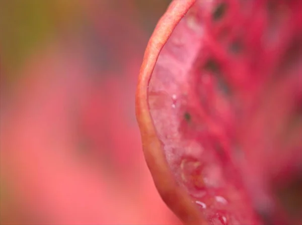 Closeup Macro Rosa Folha Plantas Com Foco Suave Borrado Para — Fotografia de Stock