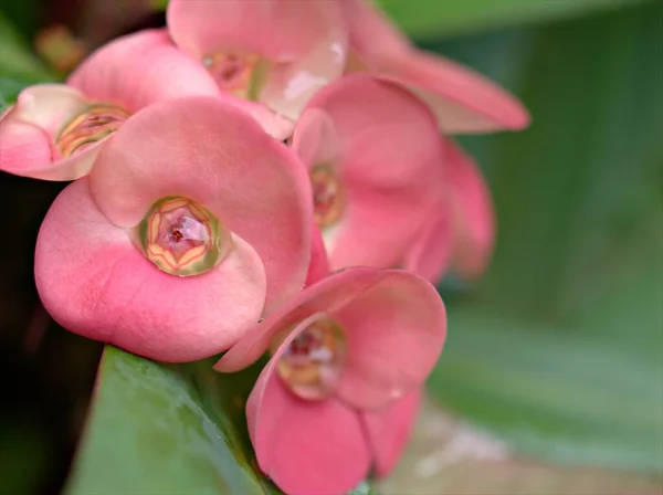 Closeup pink Crown -of-thorns flowers plants in garden with blurred background ,macro image ,sweet color for card design ,soft focus