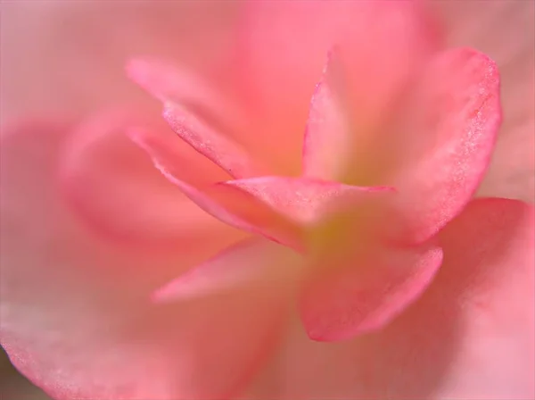 Крупный План Макро Цветок Розовых Лепестков Бегония Цветок Размытым Фоном — стоковое фото