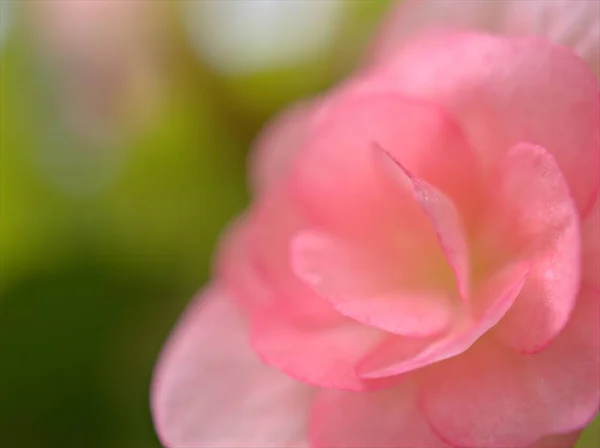 ピンクの花びらのクローズアップマクロの花は 背景がぼやけているベゴニアの花 柔らかい焦点 結婚式のカードのデザインのための甘い色 バラの花びら — ストック写真