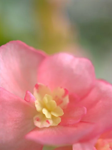 Closeup Macro Flower Pink Petals Begonia Flower Blurred Background Soft — Stock Photo, Image