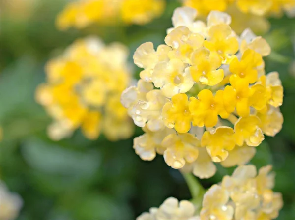 Gros Plans Pétales Blancs Jaunes Lantana Camara Des Indes Occidentales — Photo