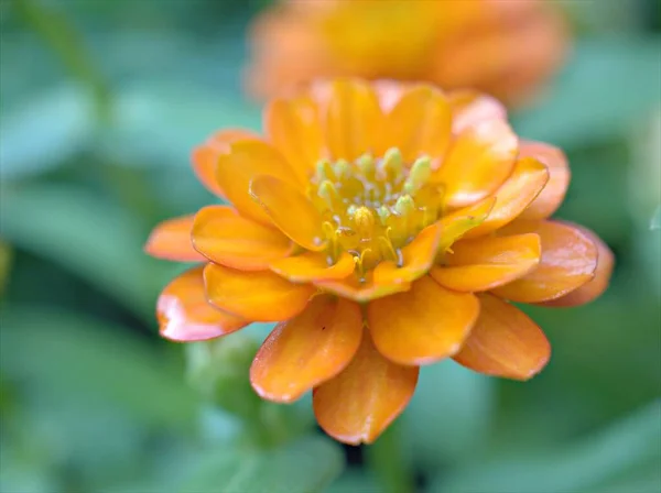 Zbliżenie Pomarańczowe Płatki Cynnia Angustifolia Kwiaty Roślin Ogrodzie Zielonym Rozmazanym — Zdjęcie stockowe