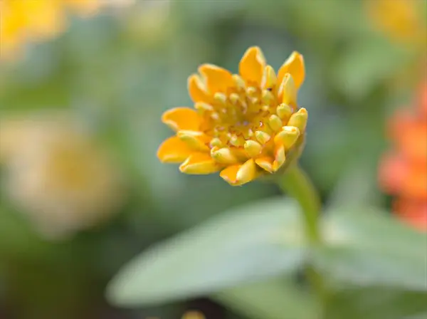 Zinnia Angustifolia Çiçeğinin Kapalı Portakal Yaprakları Bahçede Yeşil Bulanık Arka — Stok fotoğraf