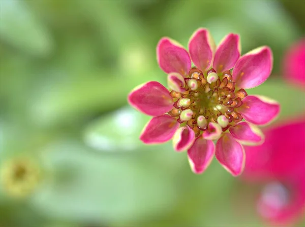 Zinnia Angustifolia 분홍색 꽃잎을 클로즈업하는 정원의 초록빛 매크로 이미지 디자인을 — 스톡 사진
