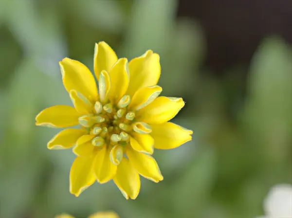 Zbliżenie Żółte Płatki Cynnia Angustifolia Roślin Kwiatowych Ogrodzie Zielonym Rozmazanym — Zdjęcie stockowe