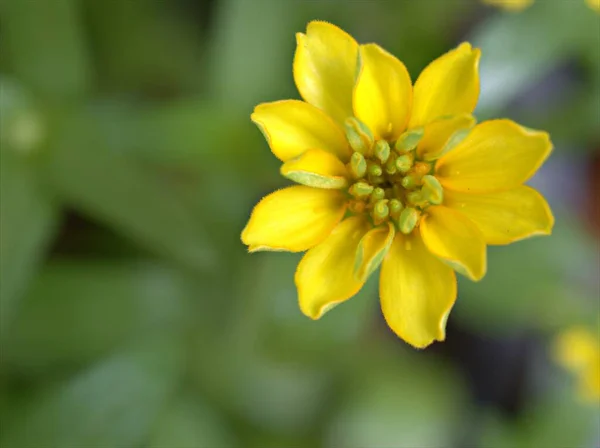 Szekrény Sárga Szirmok Zinnia Angustifolia Virág Növények Kertben Zöld Homályos — Stock Fotó