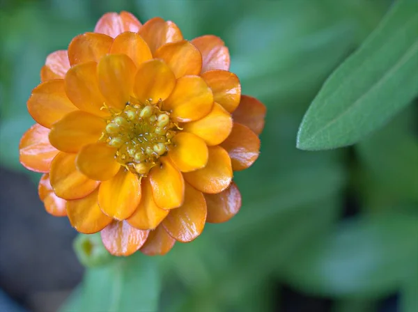 緑のぼやけた背景 マクロ画像 カードデザインのための甘い色を持つ庭のZinnia Angustifoliaの花の植物のオレンジ色の花びらを閉じます — ストック写真