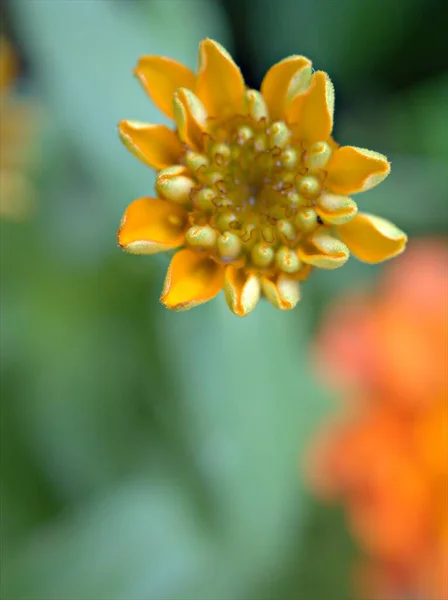 정원에 매크로 이미지 디자인을 색깔을 지니아 폴리아 Zinnia Angustifolia 오렌지 — 스톡 사진