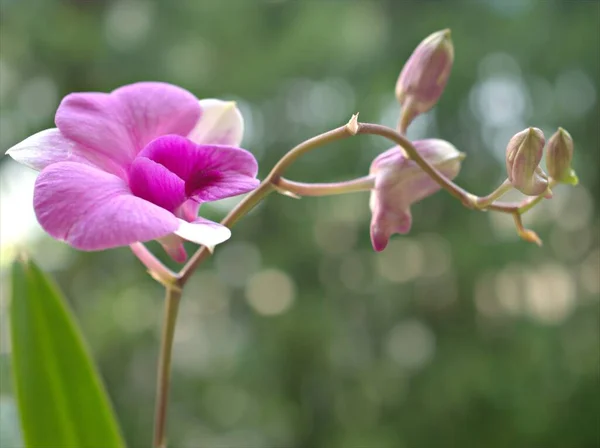 Detailní Okvětní Lístky Růžové Cooktown Orchidej Květiny Dendrobium Bigibbum Rostliny — Stock fotografie