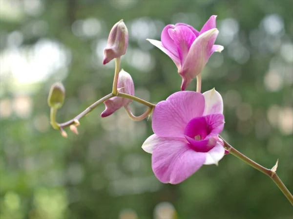 Detailní Okvětní Lístky Růžové Cooktown Orchidej Květiny Dendrobium Bigibbum Rostliny — Stock fotografie