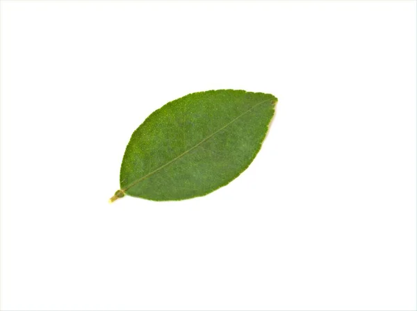 Зелений Лист Лимона Ізольований Білому Тлі — стокове фото