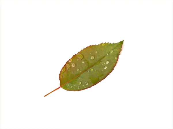 Rozenblad Met Waterdruppels Geïsoleerd Witte Achtergrond Groen Bloemenblad — Stockfoto