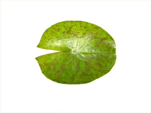 Φύλλα Νούφαρου Απομονωμένα Λευκό Φόντο Φύλλα Άνθους Φύλλα Λωτού — Φωτογραφία Αρχείου