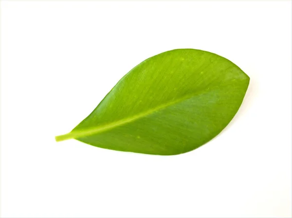 Green Leaf Isolated White Background Nature Leave — Stock Photo, Image