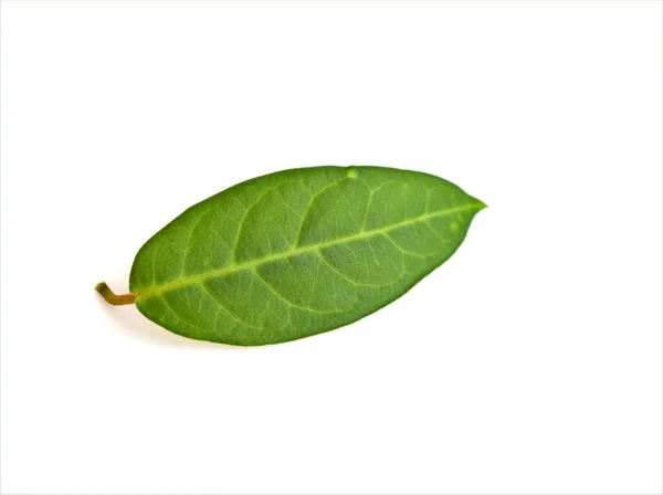 Grünes Blatt Isoliert Auf Weißem Hintergrund Natur Verlassen — Stockfoto