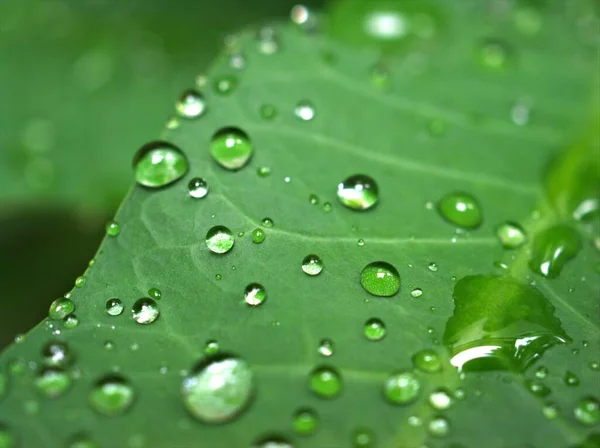 Água Close Cai Folha Verde Com Fundo Borrado Imagem Macro — Fotografia de Stock