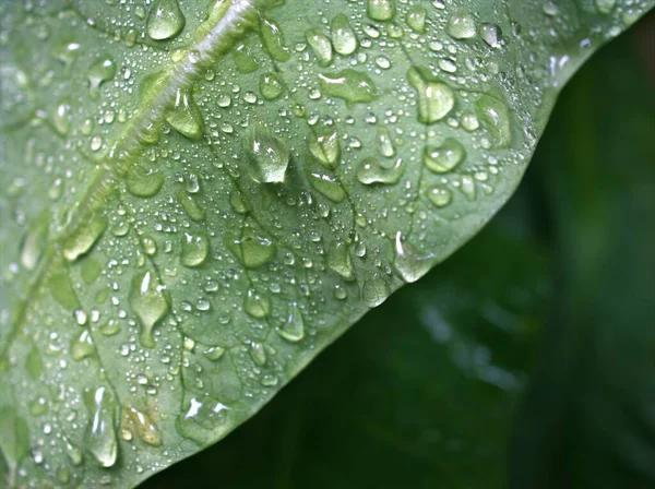 Água Close Cai Folha Verde Com Fundo Borrado Imagem Macro — Fotografia de Stock