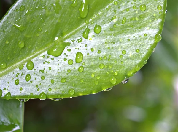 Folha Verde Close Com Gotas Água Jardim Com Foco Suave — Fotografia de Stock