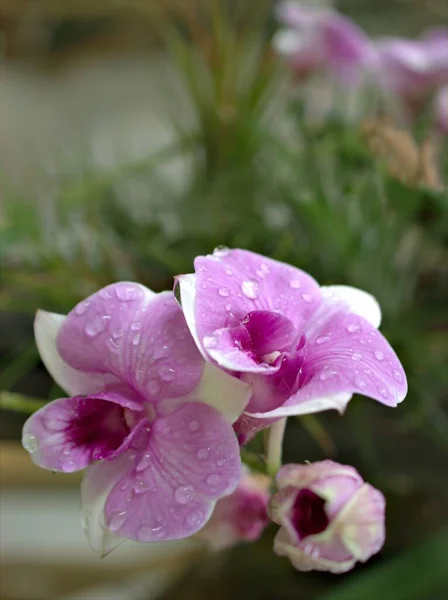 Detailní Makro Fialová Kuchyně Orchidej Květiny Rostliny Zahradě Kapkami Vody — Stock fotografie