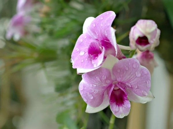 ピンクの背景に水滴を持つ庭でマクロ紫色のクックタウン蘭の花の植物を閉じ ソフトフォーカス カードデザインのための甘い色 — ストック写真