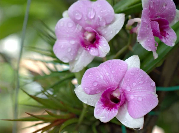 Closeup Macro Roxo Plantas Flores Orquídea Panela Jardim Com Gotas — Fotografia de Stock