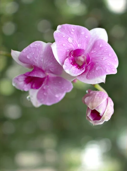 Detailní Makro Fialová Kuchyně Orchidej Květiny Rostliny Zahradě Kapkami Vody — Stock fotografie