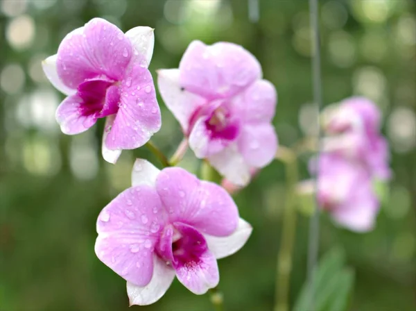 Detailní Makro Fialová Kuchyně Orchidej Květiny Rostliny Zahradě Kapkami Vody — Stock fotografie