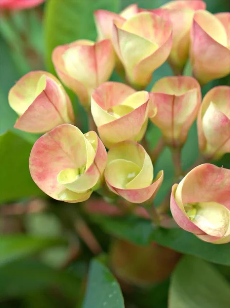 Closeup macro petals of pink Crown of thorns flower in garden with green blurred background ,sweet color for card design ,soft focus