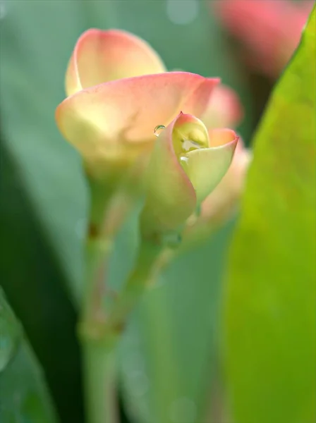 Closeup macro petals of pink Crown of thorns flower in garden with green blurred background ,sweet color for card design ,soft focus