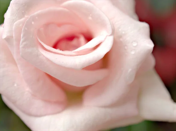 Closeup Macro Pétalas Rosa Rosa Flor Com Gotas Água Foco — Fotografia de Stock