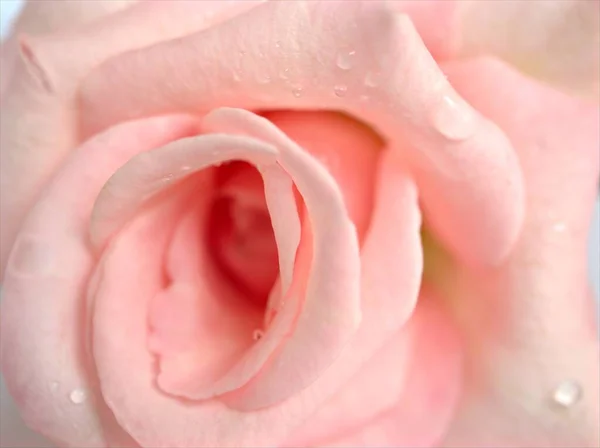 Nahaufnahme Makroblütenblätter Aus Rosa Rosenblüten Mit Wassertropfen Und Weichem Fokus — Stockfoto