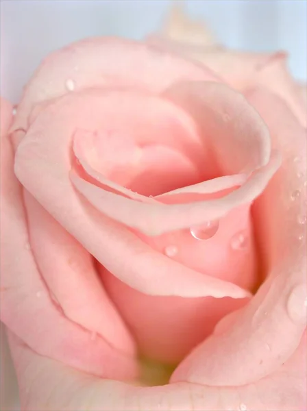 Closeup Macro Petals Pink Rose Flower Water Drops Soft Focus — Stock Photo, Image