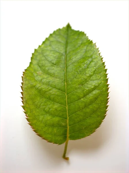 Rosa Foglia Isolata Sfondo Bianco Permesso Natura — Foto Stock