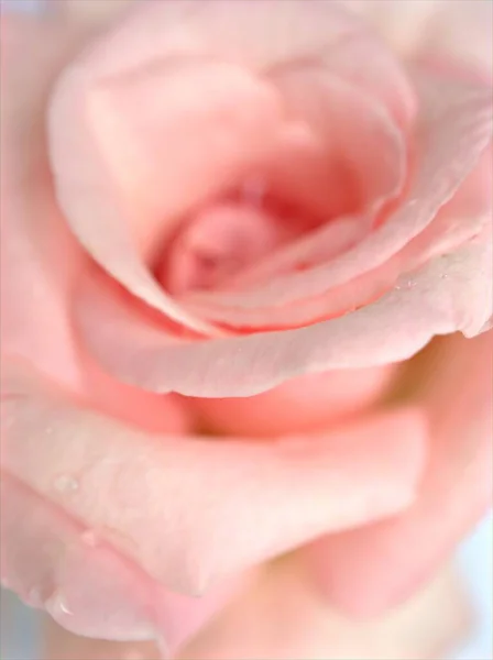 Closeup Macro Petals Pink Rose Flower Water Drops Soft Focus — Stock Photo, Image