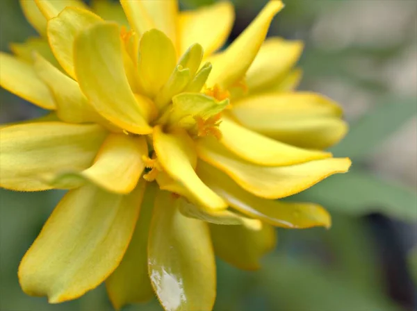 緑の背景がぼやけている庭のZinnia Angustifolia花植物の白い黄色の花弁を閉じ マクロ画像 カードデザインのための甘い色 — ストック写真